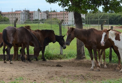 Vigilância Ambiental apreende e recolhe 10 cavalos soltos nas ruas