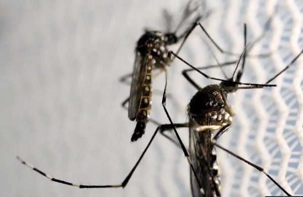 El Niño e altas temperaturas favorecem Aedes, alertam especialistas