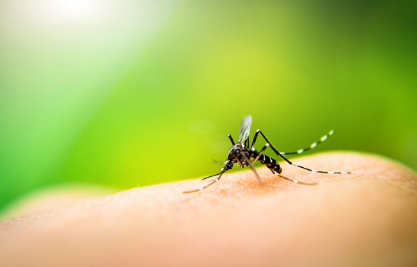 Dengue: números de 2023 já superam o total de casos registrado no ano passado