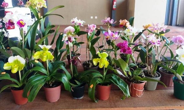 Feira de Orquídeas e Suculentas acontece no Museu Casa de Portinari 