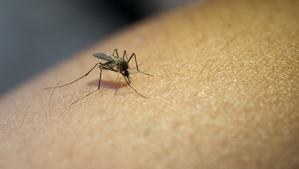 Casos de dengue aumentam 180,5% em um ano em todo país 