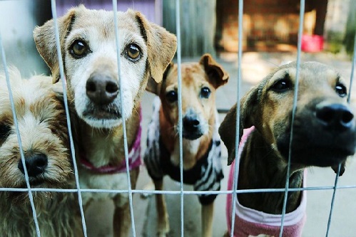 Projeto proíbe que cães e gatos resgatados da rua sejam sacrificados