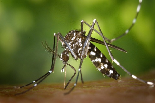 Vigilância Ambiental reforça ações preventivas de dengue e escorpiões