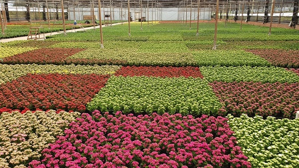 Finados deve manter aquecido o mercado de flores no Brasil