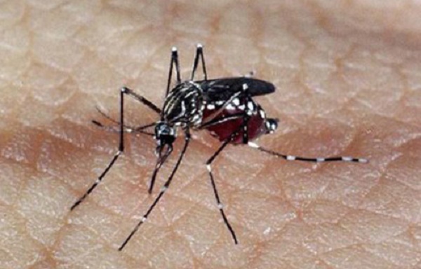 Dengue: Brasil registra mais de 1,6 milhão de casos prováveis