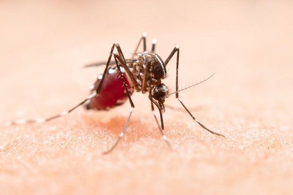 Brasil registra 1,5 milhão de casos prováveis de dengue em 2023