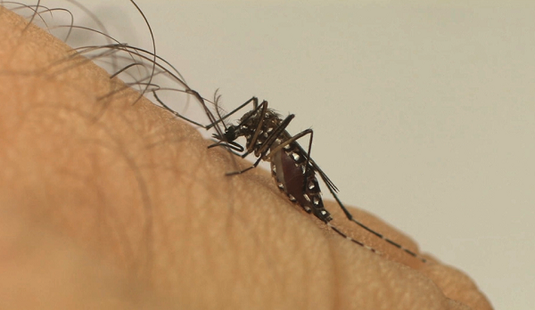 Dengue: Brasil registra mais de 243 mil casos prováveis da doença