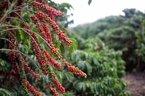 Safra de café de 2022 pode ter produção de 55,7 milhões de sacas