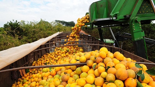 Estimativa confirma previsão de aumento  de estoques de suco de laranja