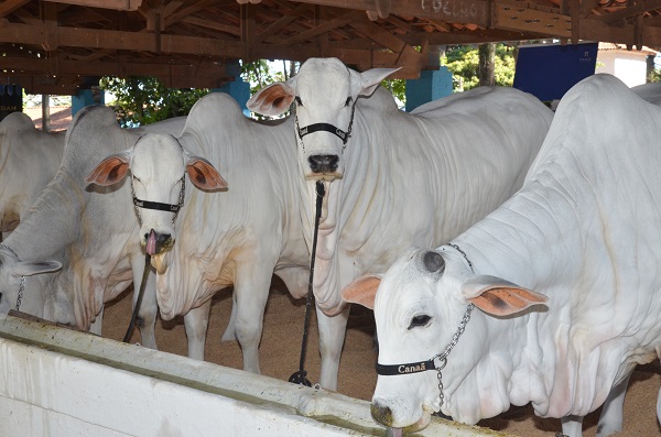 Expoagro recebe exposições de bovinos e muares 