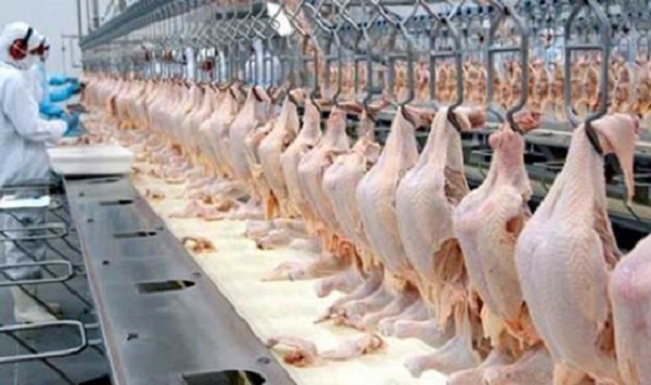 Conab projeta produção recorde de carne de frango em 16 milhões de toneladas em 2024