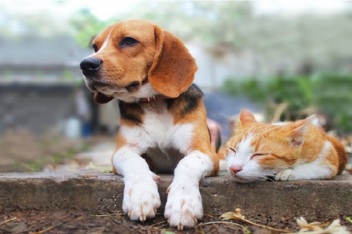 Estudo da Fiocruz revela que cães e gatos podem se infectar com a Covid-19