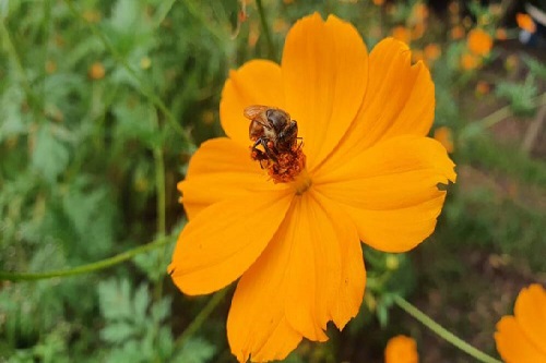 Meio Ambiente inicia cadastramento para resgate de abelhas
