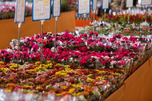 Dia das mães: data é a mais importante para o setor de flores