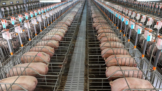 Casas de carnes estudam implantação de sistema de criação de suínos