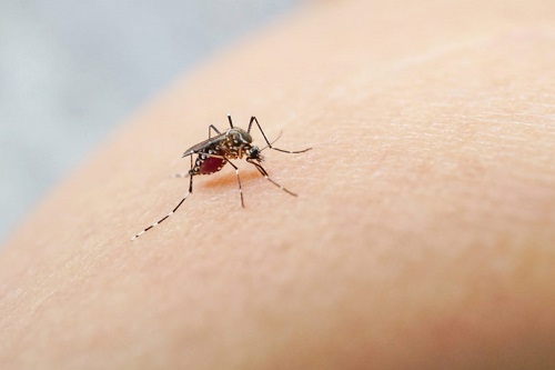 Saúde retoma ações preventivas de combate a dengue nas escolas