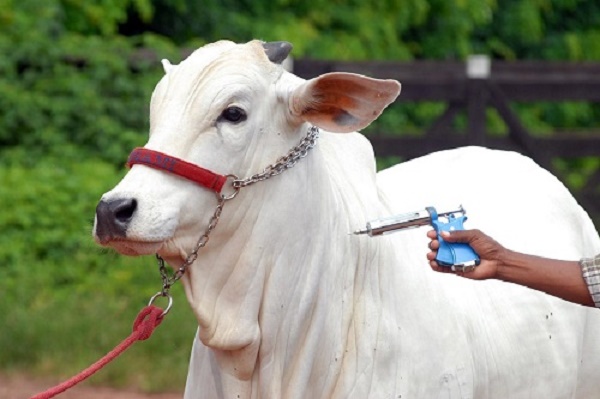 Febre Aftosa: criadores de gado tem até a quinta para concluir vacinação