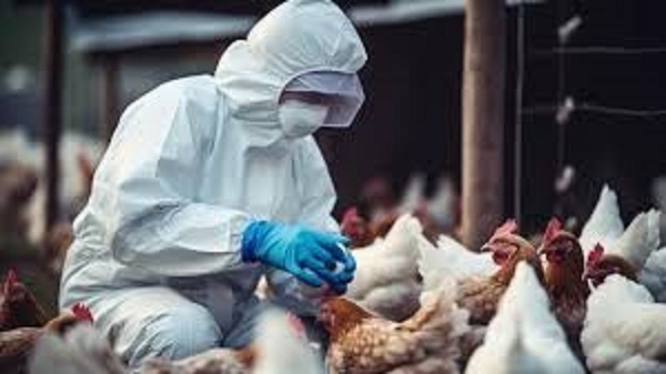 Brasil registrou 166 focos de gripe aviária entre 2022 e 2024