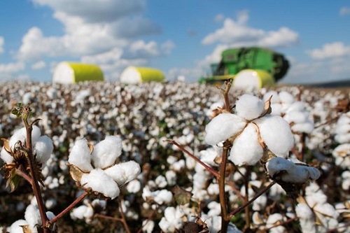 Agricultores iniciam o plantio de algodão para safra 2021/22