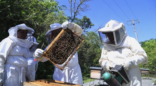 Curso de apicultura está com vagas abertas para nova turma 