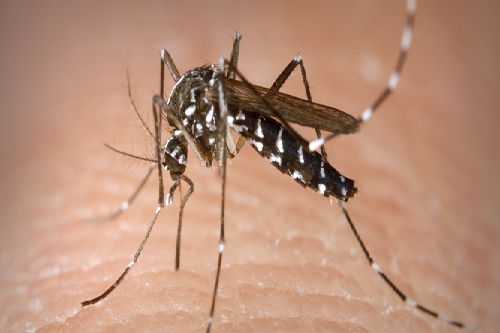 Vigilância faz averiguação de imóveis larvas de Aedes Aegypti 