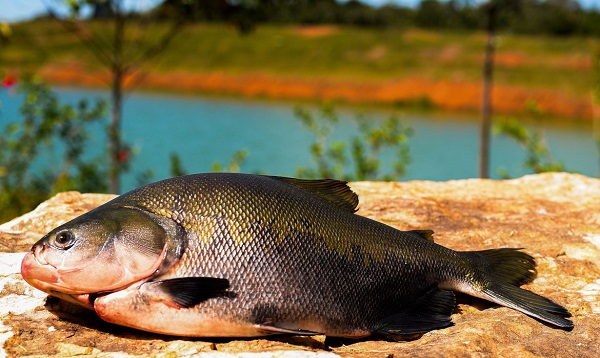 Consumo de pescado cresce 65% no Brasil desde 2004