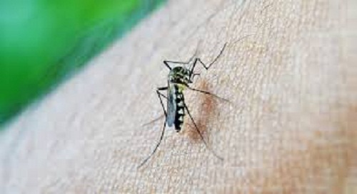 Brasil registra aumento de 600% nos casos de dengue em 2019 