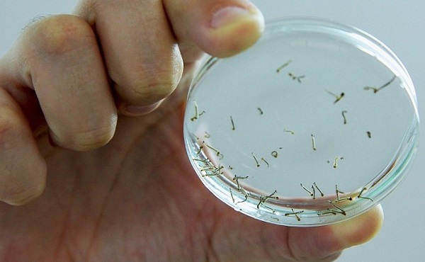 Casos de dengue no Brasil aumentam 15,8% em 2023 
