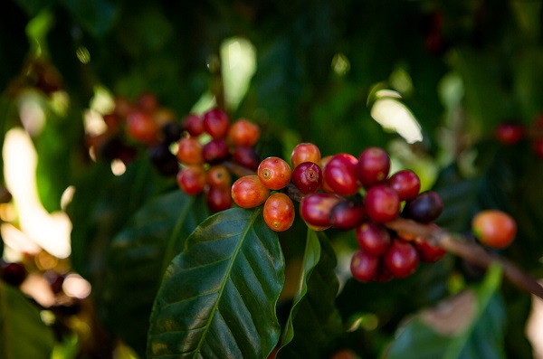 ACIF lança ‘Curso de Gestão Empresarial na Cafeicultura’